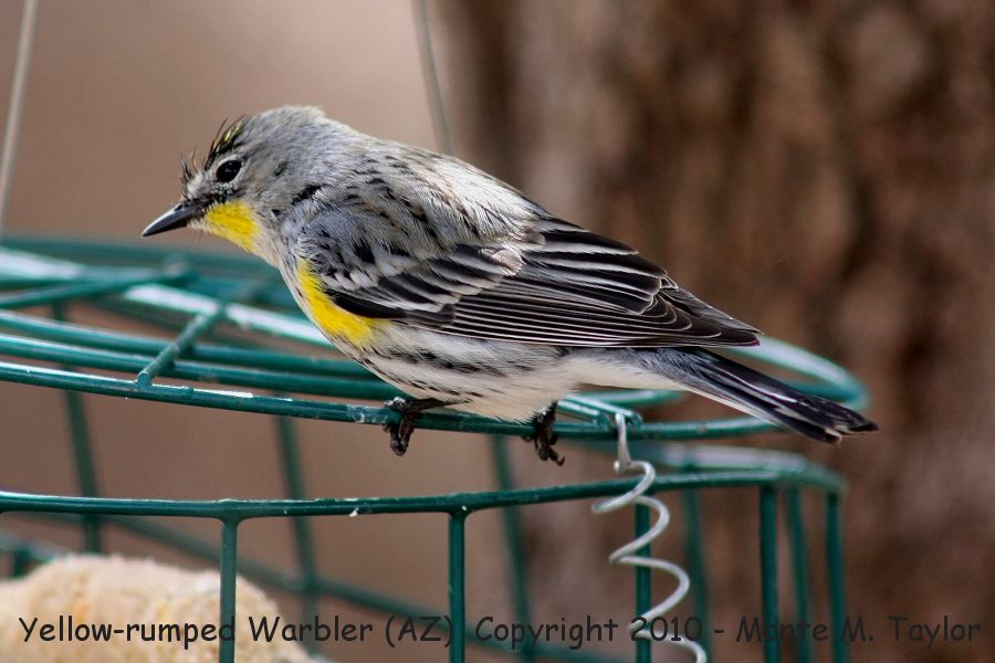 Yellow-rumped Warbler -winter male- (Arizona)