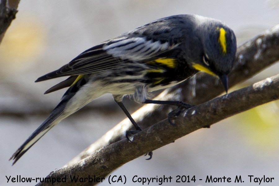 Yellow-rumped Warbler -winter male- (California)