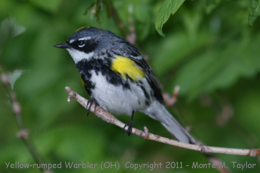 Yellow-rumped Warbler -spring male / myrtle race- (Ohio)