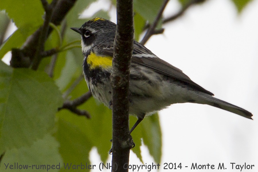 Yellow-rumped Warbler -spring male myrtle's race- (New Hampshire)