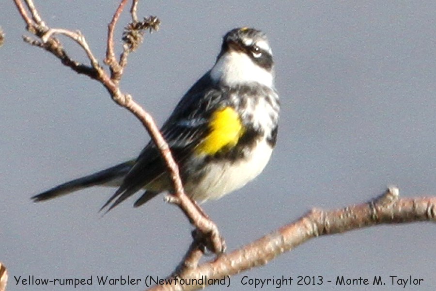 Yellow-rumped Warbler -spring male myrtle race- (Newfoundland, Canada)