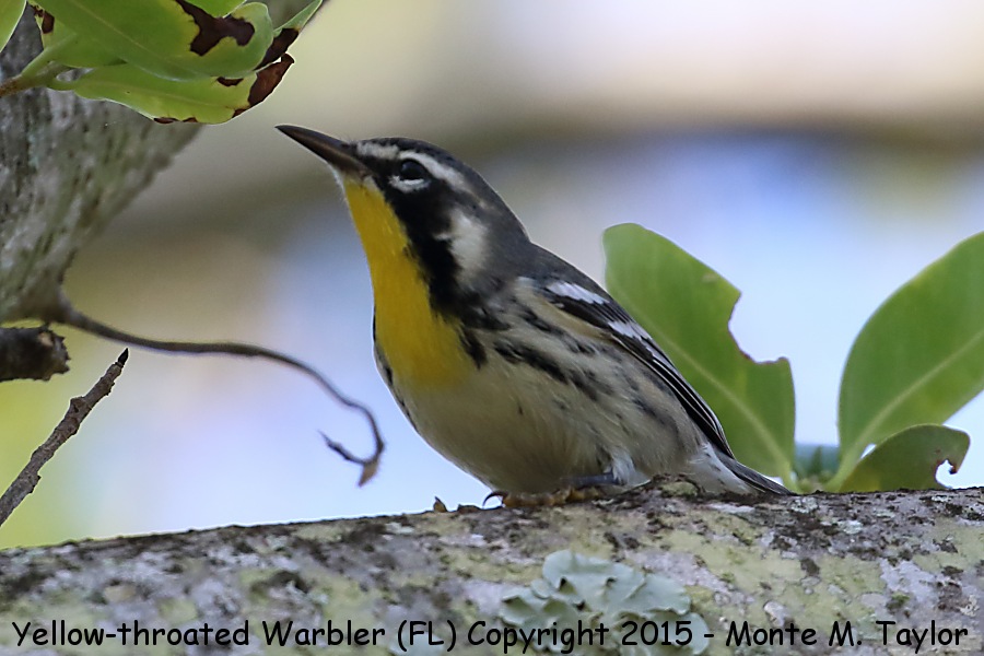 Yellow-throated Warbler -fall white-lored- (Florida)