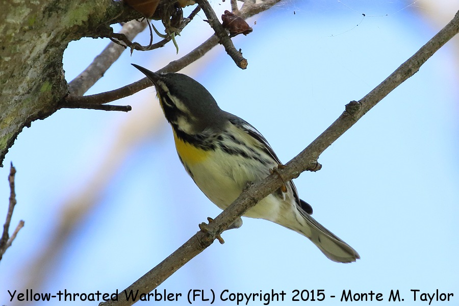Yellow-throated Warbler -fall white-lored- (Florida)