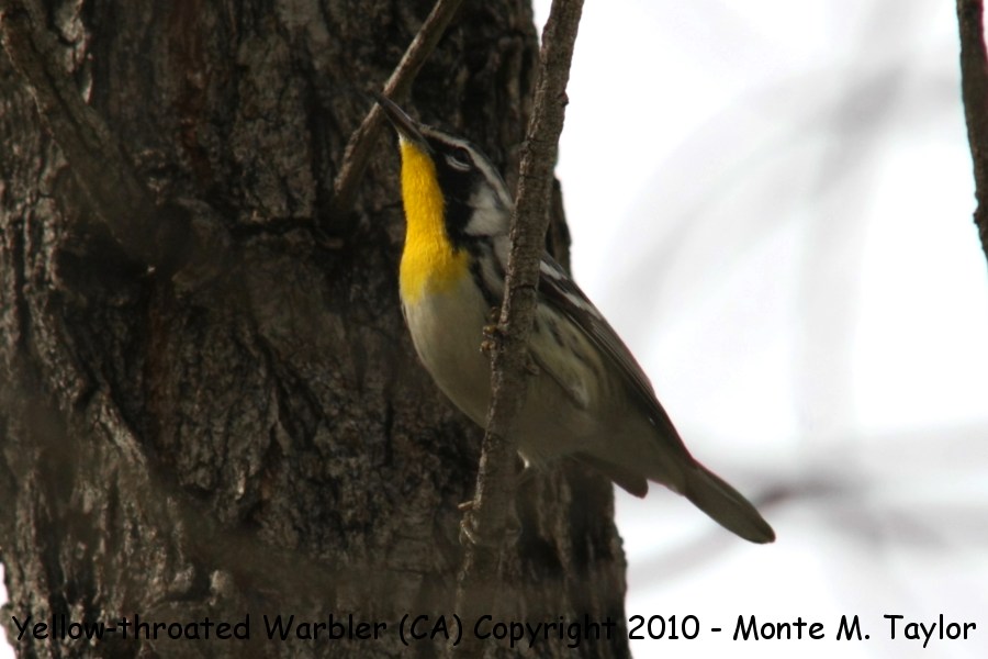 Yellow-throated Warbler -winter white-lored race- (California)