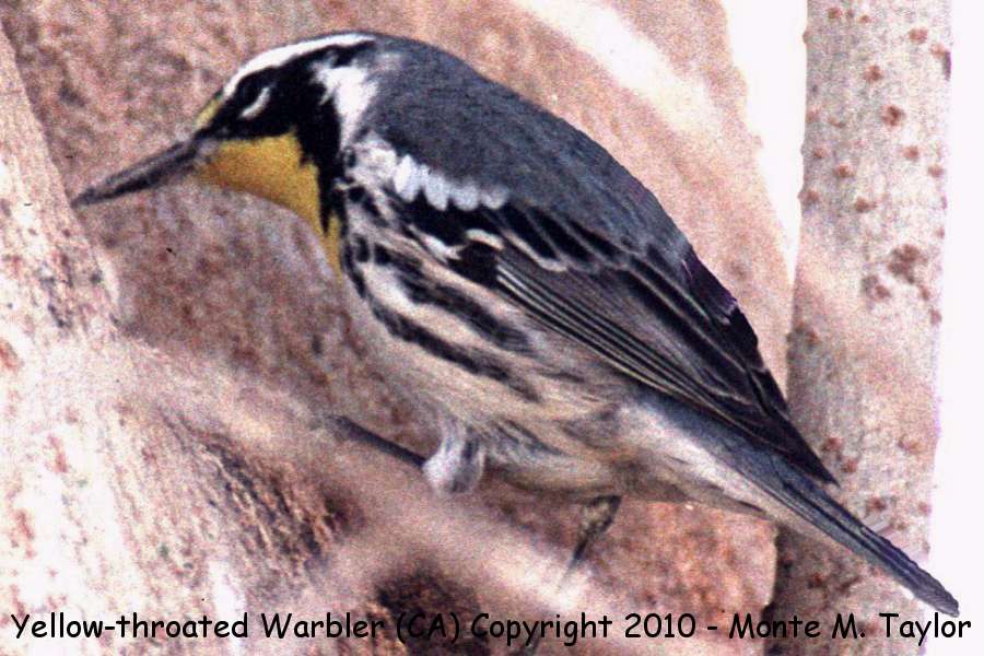 Yellow-throated Warbler -winter yellow-lored race- (California)