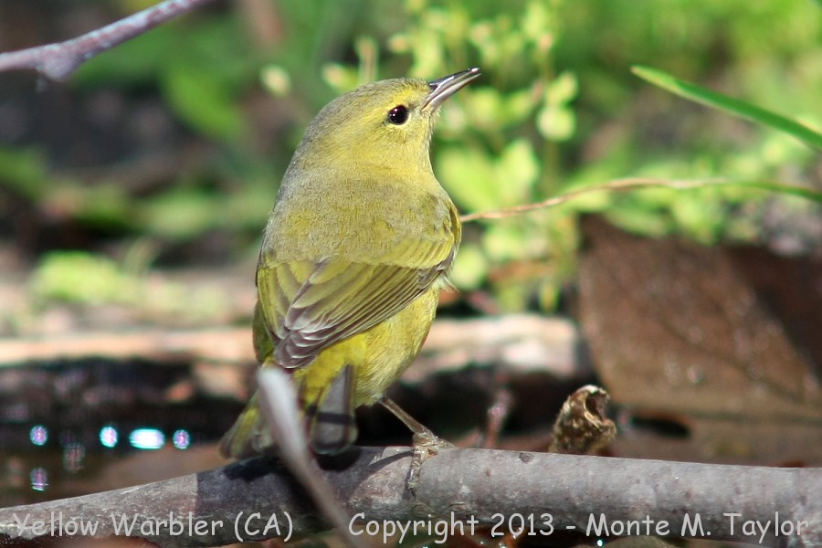 Yellow Warbler -fall female- (California)