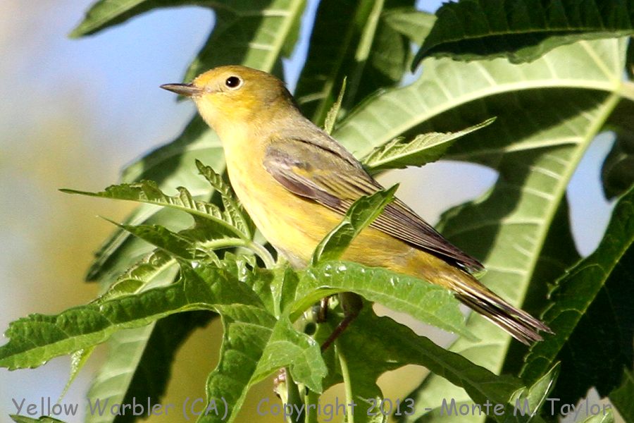 Yellow Warbler -spring female- (California)