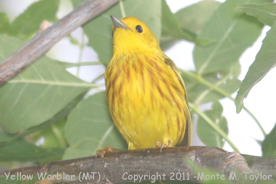 Yellow Warbler -summer- (Montana)