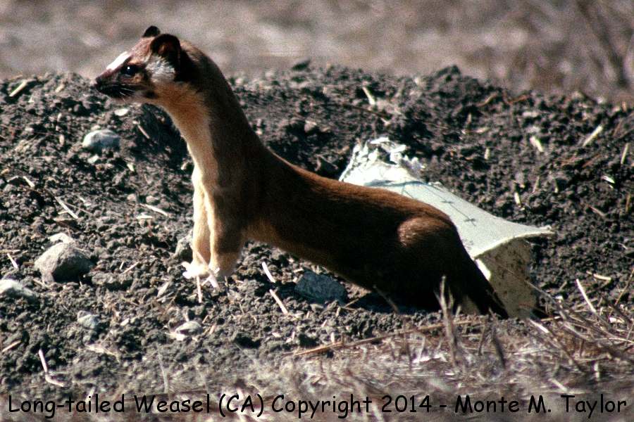 Long-tailed Weasel -fall- (California)