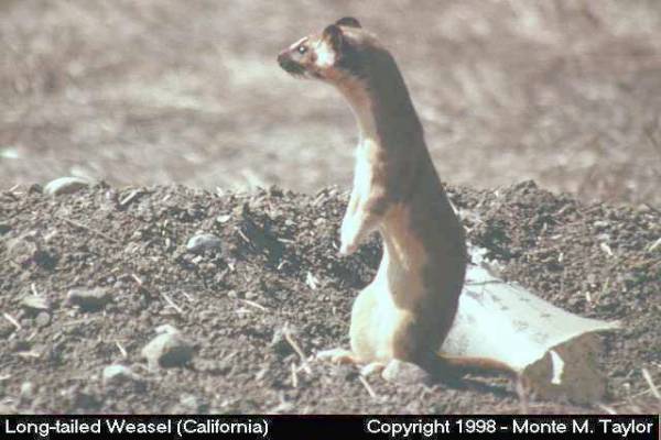 Long-tailed Weasel -summer- (California)