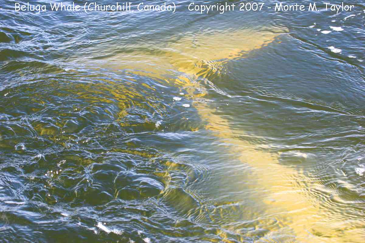Beluga Whale -summer- (Churchill, Manitoba, Canada)