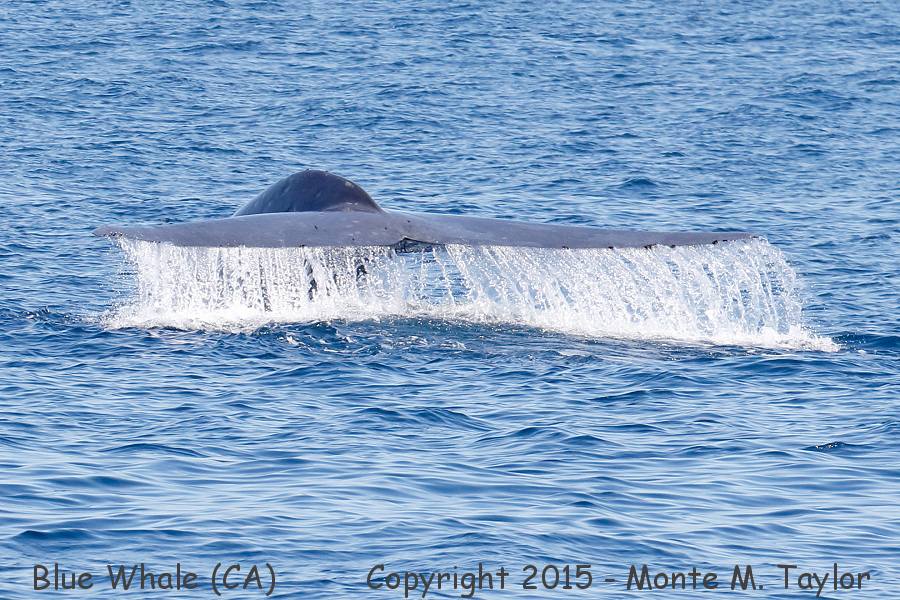 Blue Whale -spring- (California)