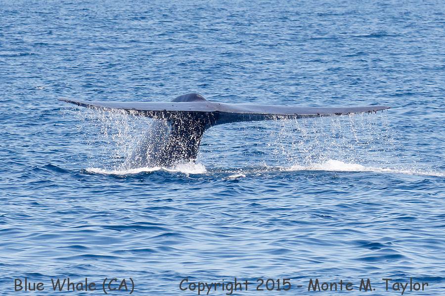 Blue Whale -spring- (California)