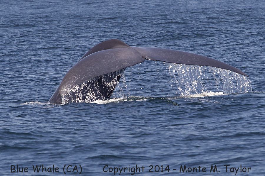 Blue Whale -summer- (California)
