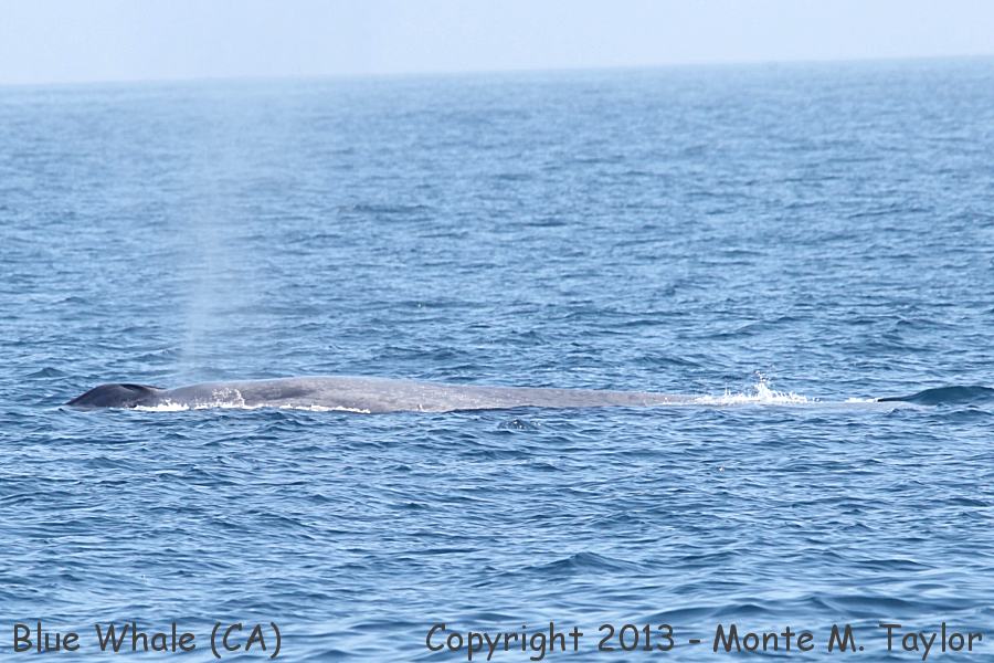 Blue Whale -summer- (California)