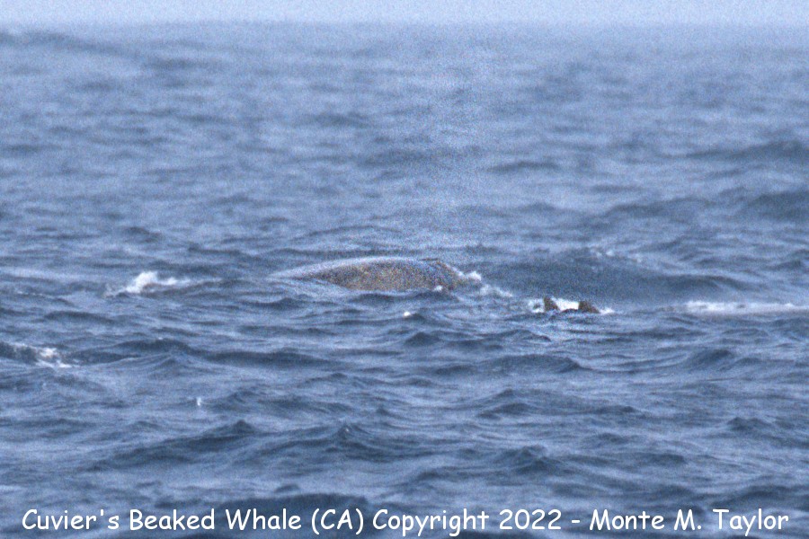 Cuvier's Beaked Whale -summer- (California)