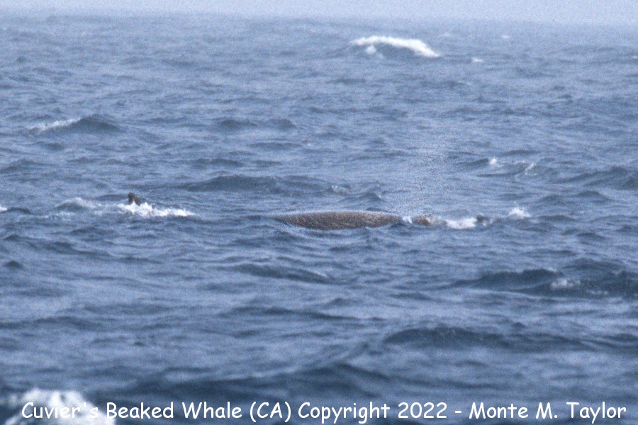 Cuvier's Beaked Whale -summer- (California)