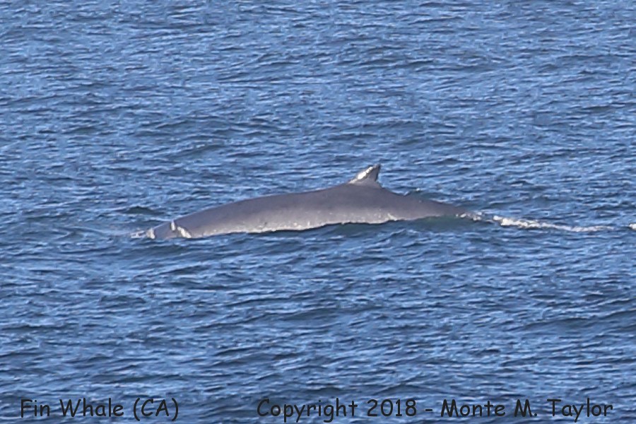 Fin Whale -spring- (California)