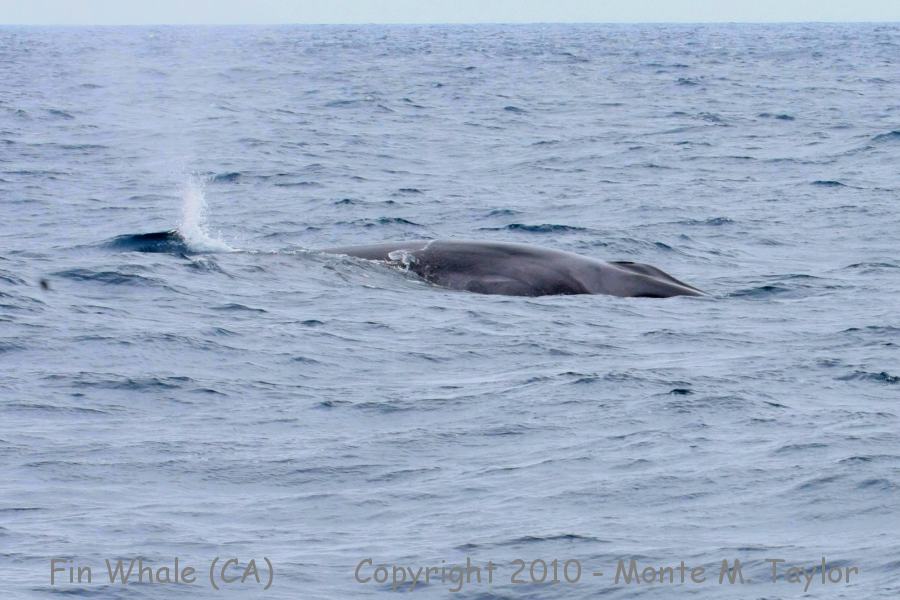 Fin Whale? -summer- (Santa Barbara, California)