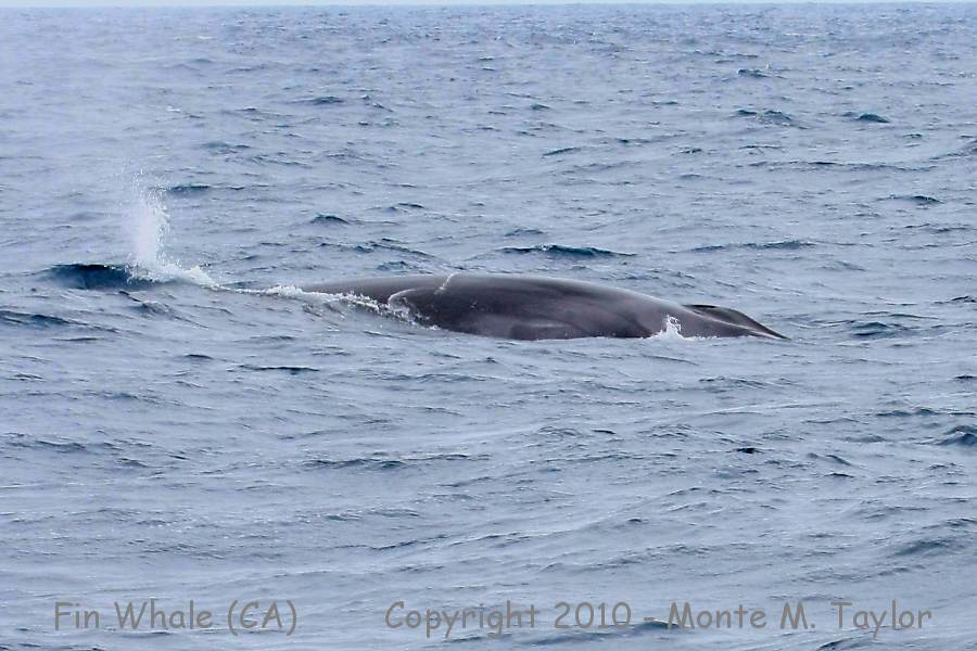 Fin Whale -summer- (Santa Barbara, California)