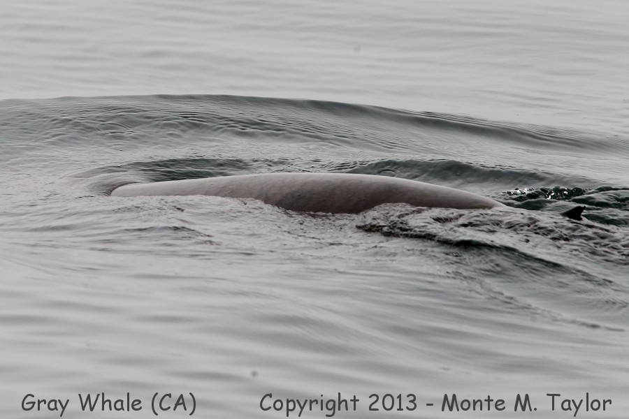Gray Whale -spring- (California)