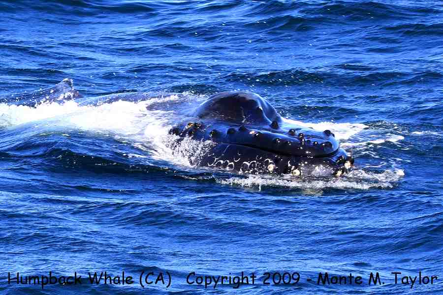 Humpback Whale -fall- (Monterey Bay, California)