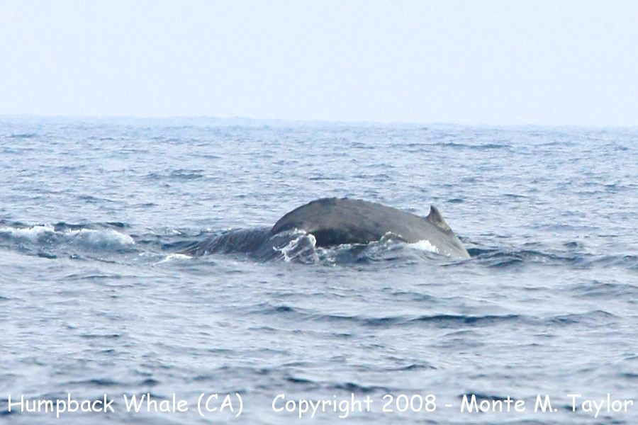 Humpback Whale -fall- (San Diego, California)