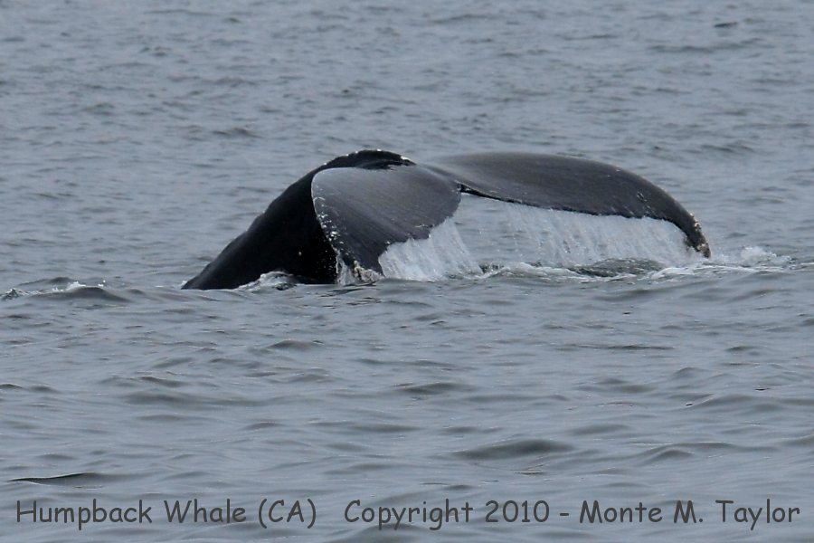Humpback Whale -summer- (California)