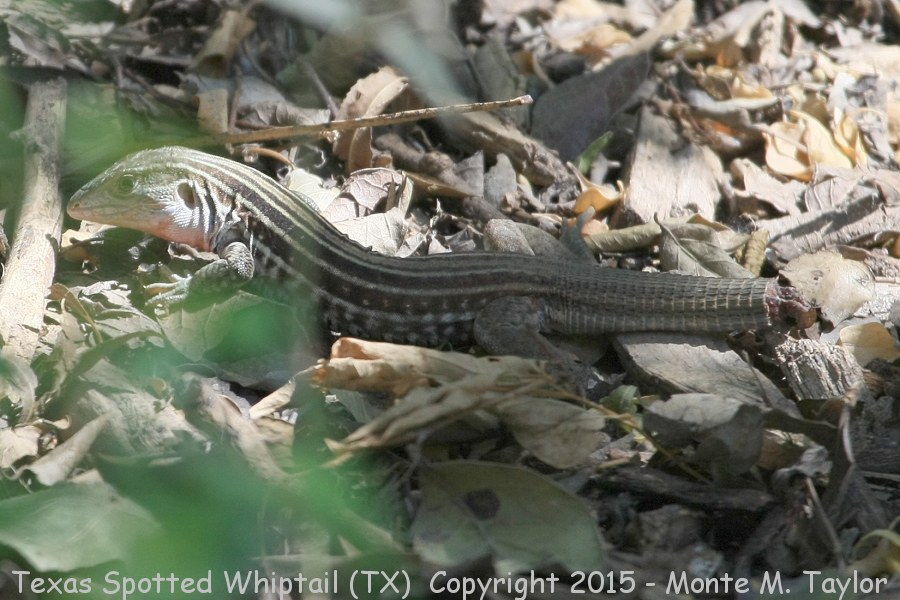 Texas Spotted Whiptail -spring- (Texas)