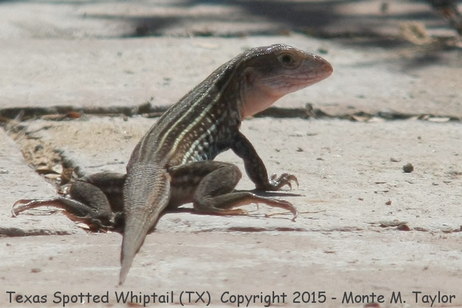 Texas Spotted Whiptail -spring- (Texas)