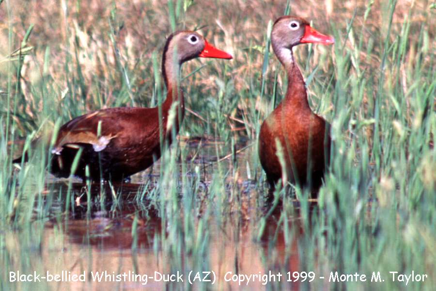 Black-bellied Whistling-Duck -spring- (Arizona)