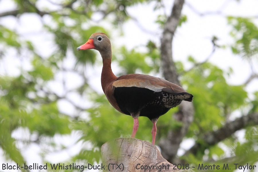 Black-bellied Whistling-Duck -spring- (Texas)
