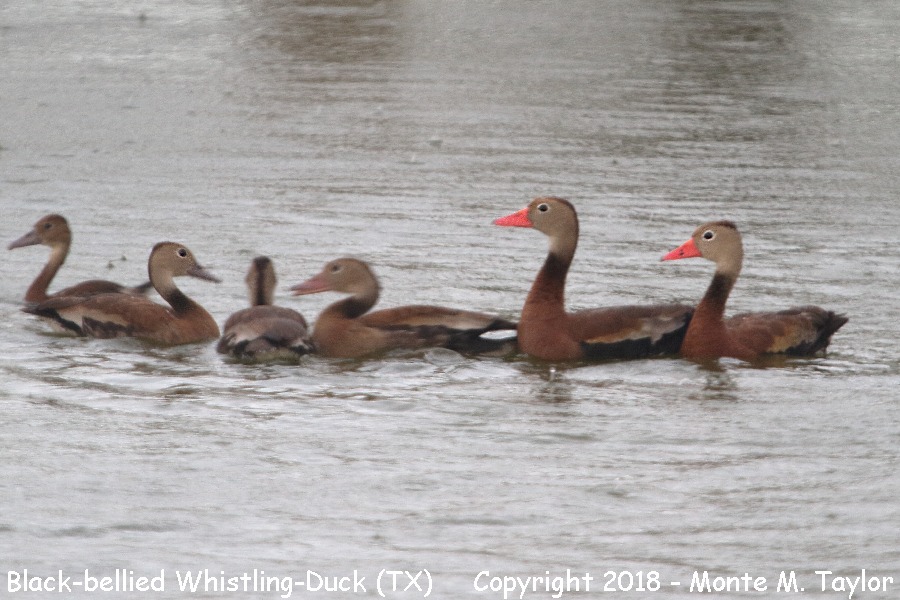 Black-bellied Whistling-Duck -summer- (Texas)