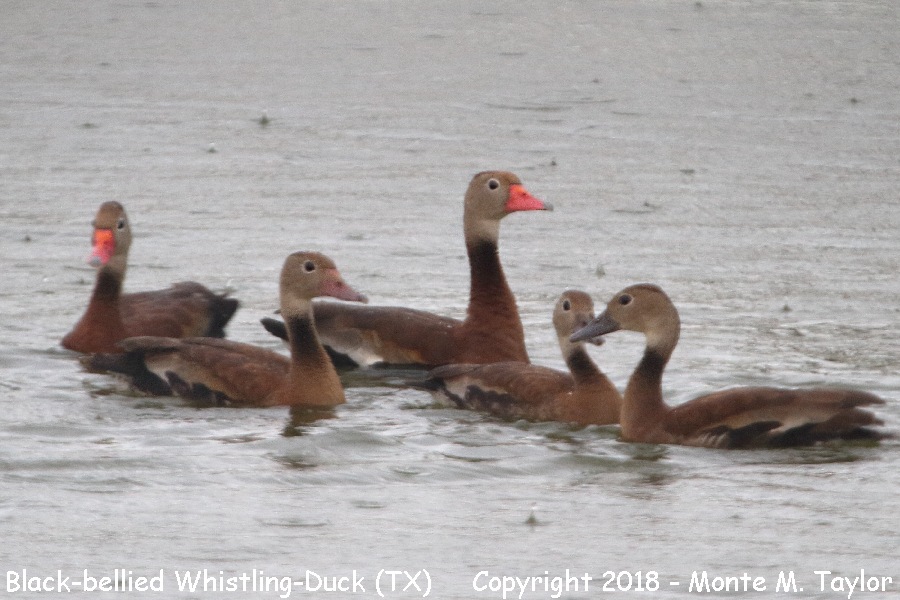 Black-bellied Whistling-Duck -summer- (Texas)