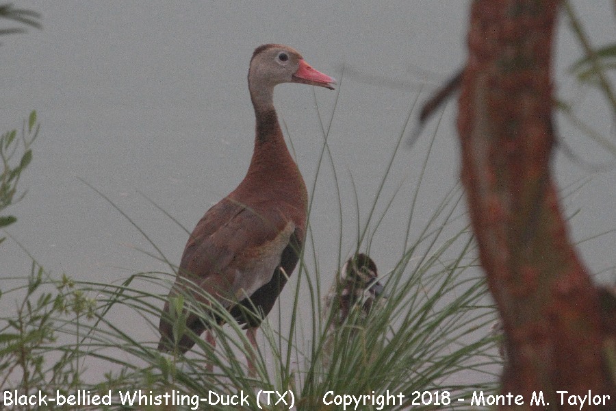 Black-bellied Whistling-Duck -summer w/fledgling- (Texas)