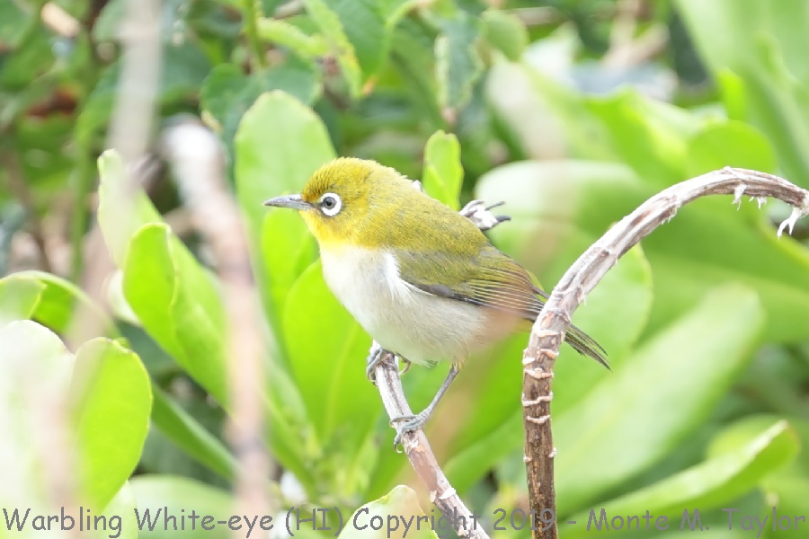 Warbling White-eye -spring- (Kauai, Hawai'i)