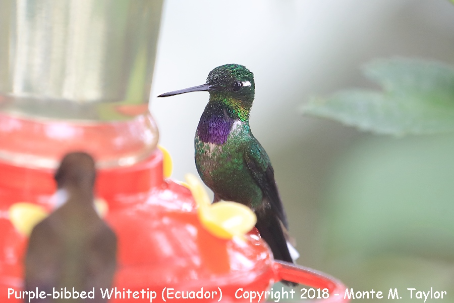 Purple-bibbed Whitetip -male- (Mashpi, Ecuador)