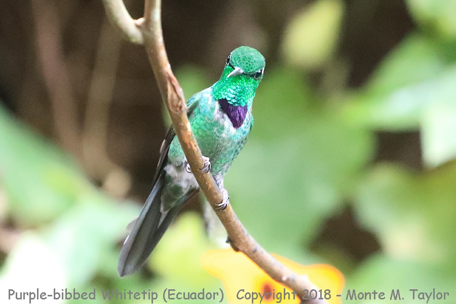 Purple-bibbed Whitetip -male- (San Tadeo, Ecuador)