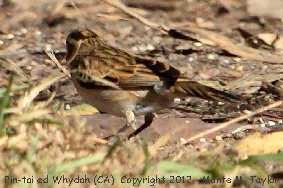Pin-tailed Whydah -summer female- (California) -another escapee