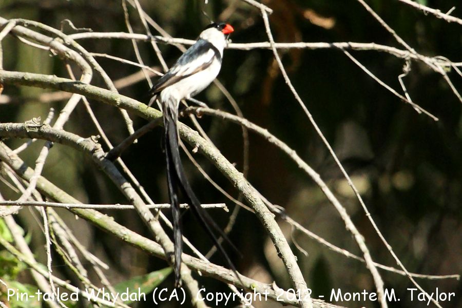 Pin-tailed Whydah -summer male- (California) -another escapee