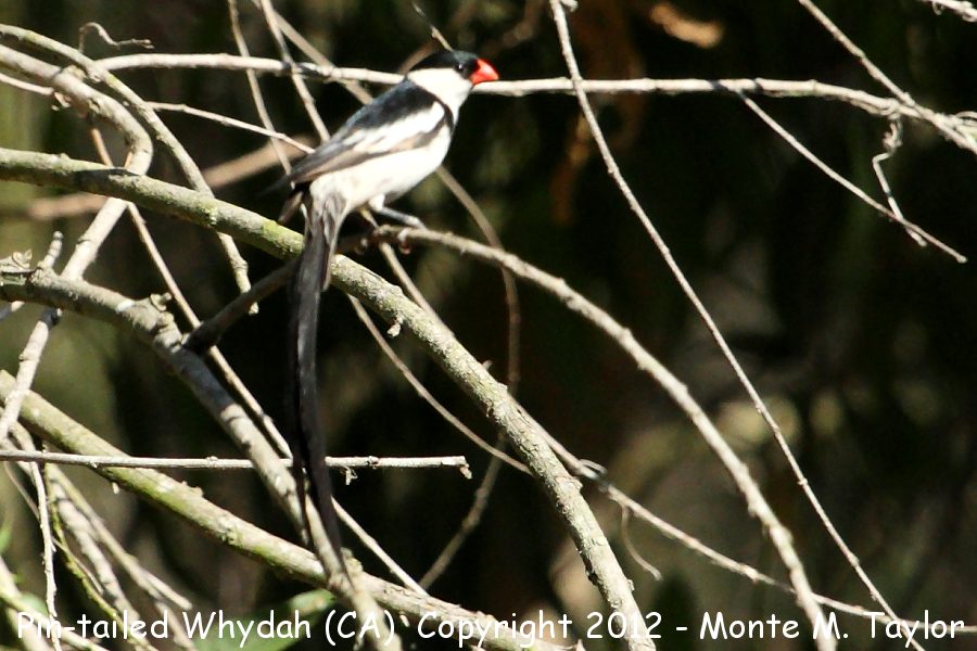 Pin-tailed Whydah -summer male- (California) -another escapee