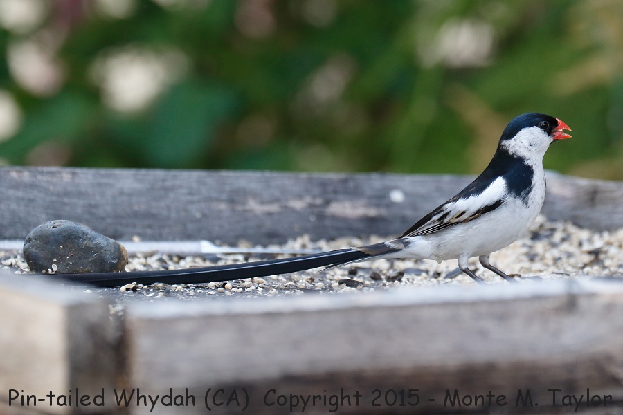 Pin-tailed Whydah -summer male- (California)