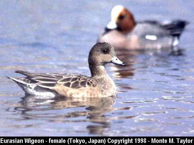 Eurasian Wigeon -winter female foreground / male background- (Japan)