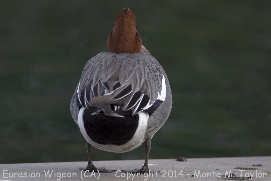 Eurasian Wigeon -winter male- (California)