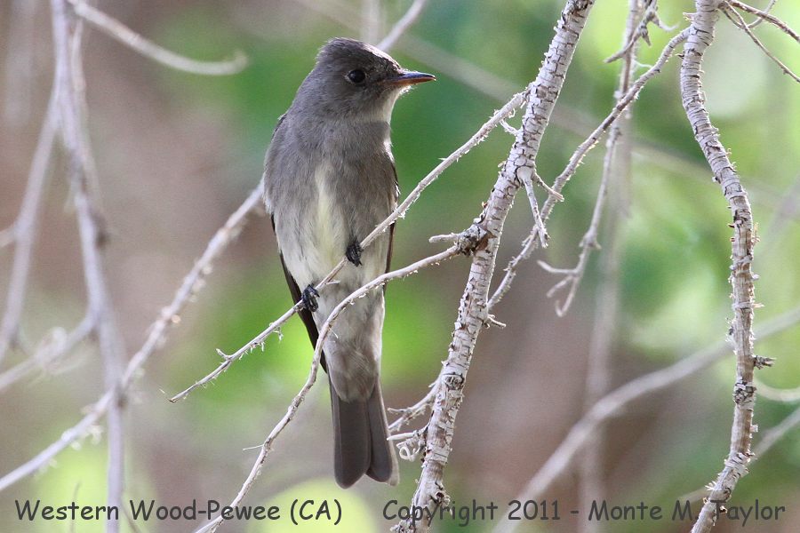 Western Wood-Pewee -spring- (California)