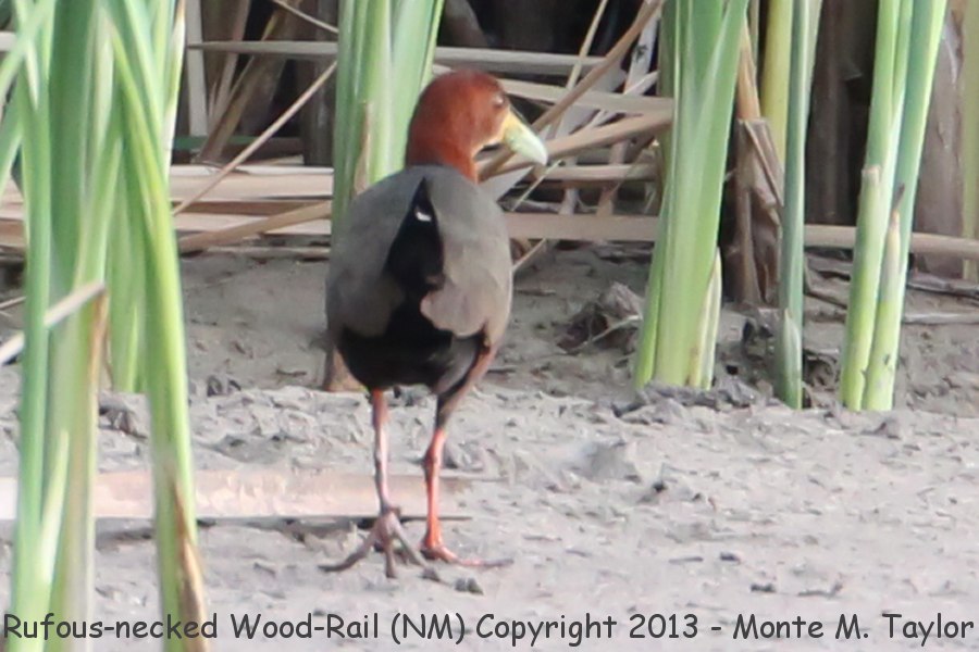 Rufous-necked Wood-Rail -July 8, 2013 - First NA Record- (Bosque Del Apache NWR, New Mexico)