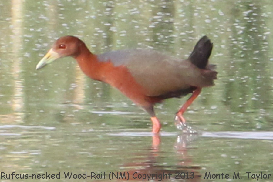 Rufous-necked Wood-Rail -July 8, 2013 - First NA Record- (Bosque Del Apache NWR, New Mexico)