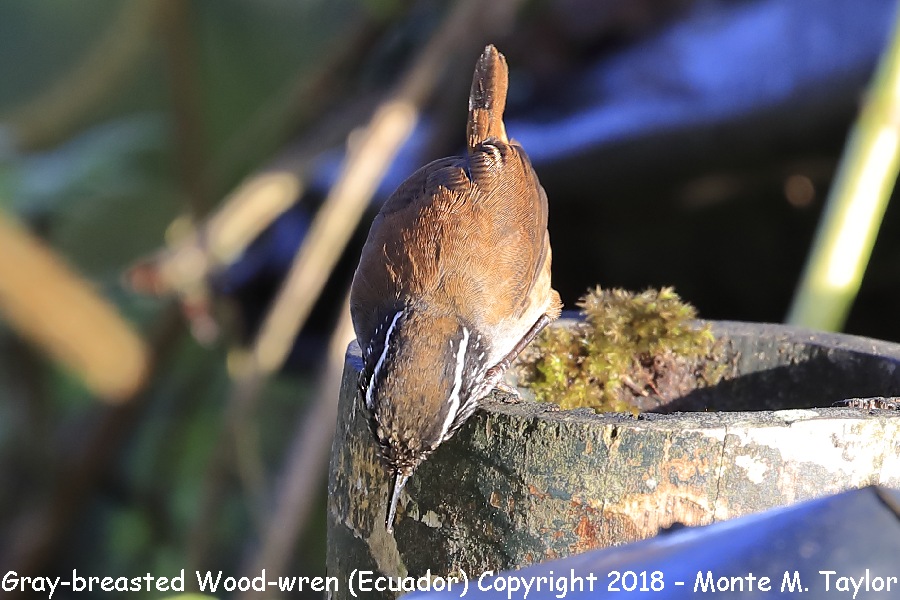 Gray-breasted Wood-Wren -November- (Bellavista, Ecuador)