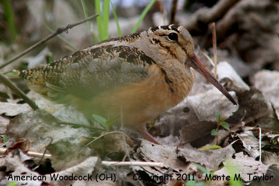 American Woodcock -spring- (Crane Creek, Ohio)