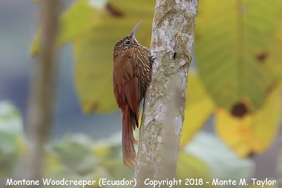 Montane Woodcreeper -November- (Angel Paz Reserve, Ecuador)
